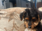 puppy