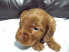 Puppy