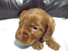 puppy