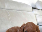 puppy   cindy