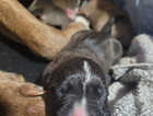 Puppy