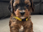 yellow collar