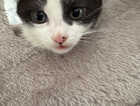 Kitten