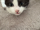 kitten