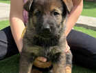 Puppy