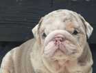 Puppy
