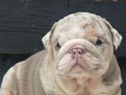 puppy