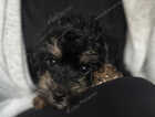 Puppy