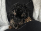 truffle