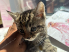 kitten
