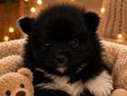Puppy