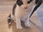 Kitten