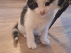 kitten