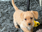 puppy