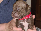puppy