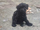 Puppy