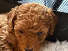 Puppy