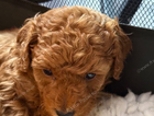 puppy