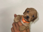 puppy
