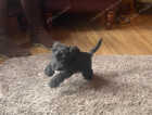 Puppy