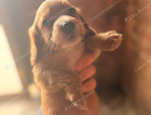 puppy