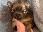 puppy