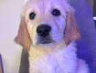 puppy