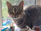 Help us bring cookie home