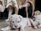 Puppy