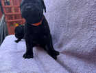 Puppy