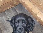 puppy