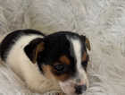 Puppy