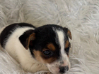 puppy