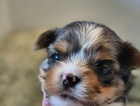 puppy
