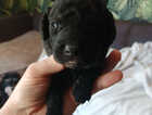 Puppy