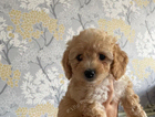puppy