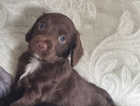 Puppy