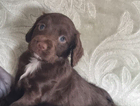 puppy