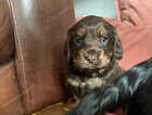 Puppy