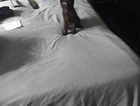 Missing Black Cat ,
