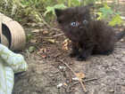 Kitten