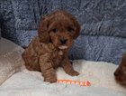 puppy