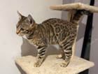 bella - female