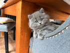kitten