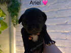 Puppy