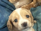puppy