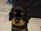 Puppy