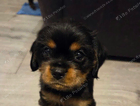 puppy cookie