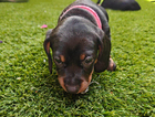 puppy  (mrs pink)