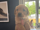 puppy